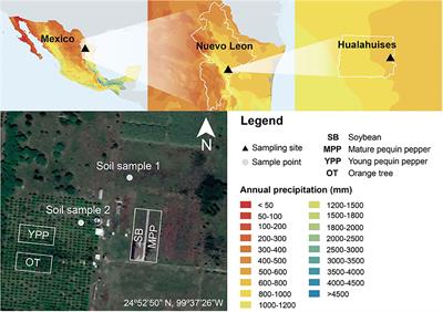 Temporal Dynamics of Rhizobacteria Found in Pequin Pepper, Soybean, and Orange Trees Growing in a Semi-arid Ecosystem